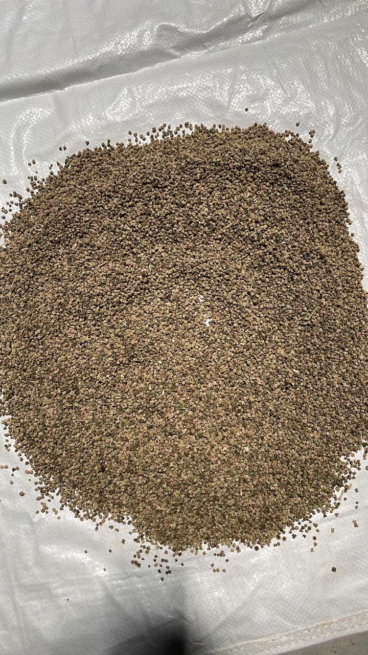 Palak Seed